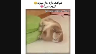 کوکی vs خرگوش