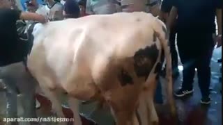 کشف رازی عجیب و مرموز...