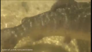 پرورش ماهی قزل آلا