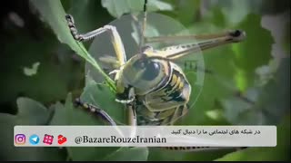 Flour Fight With Grasshopper/مبارزه ملخ و آرد در رینگ طبیعت