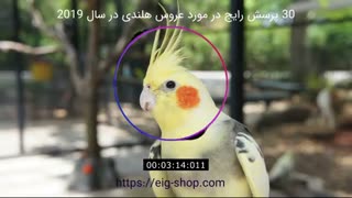 پرسش های رایج در مورد عروس هلندی