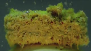 Pills Dissolve In Macro ؛ ماکرو تایم لپسی جذاب از حل شدن قرص ها در آب