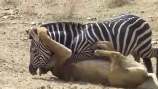 فرار گورخر از چنگال شیر