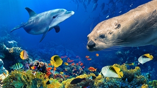 مستند اقیانوس ها: سیاره آبی ما   Oceans: Our Blue Planet 2018