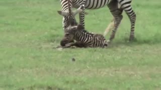 حمله عجیب شیر به بچه گورخر تازه متولد شده