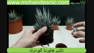 آموزش تصویری تکثیر هاورتیا گورخری