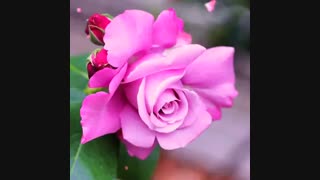 آز همتون خواهش می کنم...