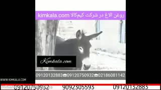 خواص شیر الاغ | خرید روغن الاغ | فواید عنبرنسا | خواص دارویی عنبرنسا | درمان درد سیاتیک | 09120132883