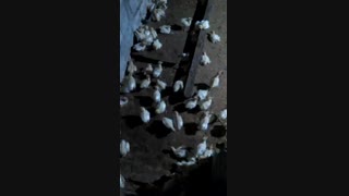 بوقلمون 10 روزه