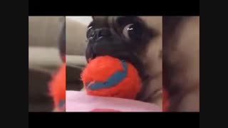 جالبترین - جالب ترین ها و خنده دار ترین ها- کوتاه