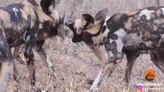 شکار کردن خرگوش از داخل لانه توسط سگ های وحشی