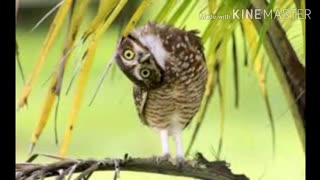 فرم برای خاندان+-+