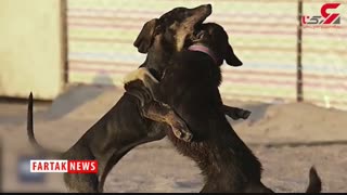 چند سگ در تهران عقیم‌ شده‌اند؟