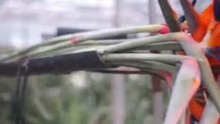 تولید گل استرلیتزیا (پرنده بهشتی) در گلخانه های صنعتی هلند