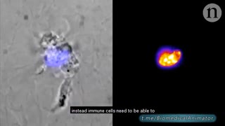 سلول ایمنی چطور نزدیک ترین مسیر را انتخاب می کند؟