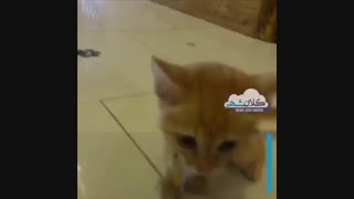 وضعیت گربه نجات یافته توسط آتش نشانی