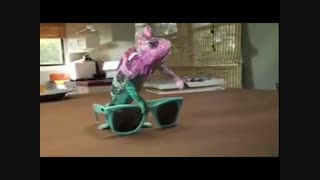 چند دقیقه با حیوانات 5