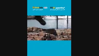 خصوصیات و جزئیان کفش های سبک کوهنوردی ضدآب در مقابل بوت های سنگین