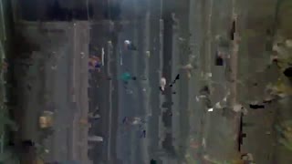 فروش بوقلمون تخم گذار09121986651