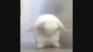 جونگکوک خرگوشه یا خرگوش جونگکوک؟