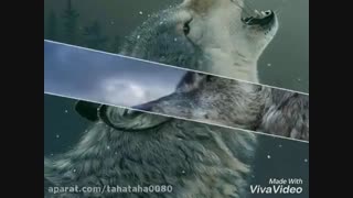 تقدیم به سحر♡ تولدت مبارک ....