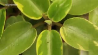 معرفی چند گیاه آپارتمانی راحت و زیبا