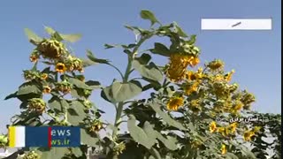 باغی روی پشت بام خانه!