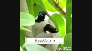 ❤خیلی جالبه حتما تماشا کنید❤ (100)