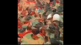 فروش تخم مرغ نطفه دار انواع ماکیان
