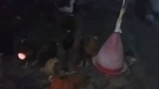 فروش جوجه 6 ماهه محلی گلپایگان09131007689