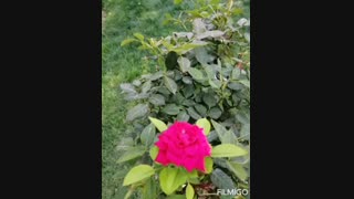 ادامه چالش آبجی مریلا D: