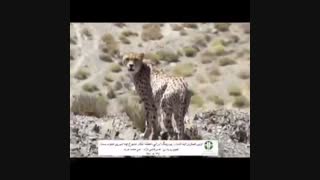 ثبت تصاویری از حضور یوزپلنگ در یک زیستگاه جدید در جنوب استان سمنان