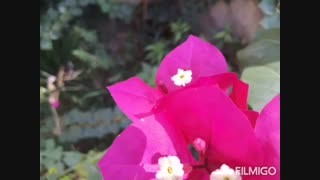 چالش آبجی کوشولم میرا