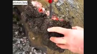 کلیپی از "Pyura chilensis" یا همان سنگ زنده!
