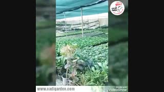 گلخانه گل های آپارتمانی مجموعه نادی www.nadigarden.com