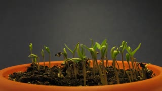 ویدئو جوانه زنی بذر گوجه چری