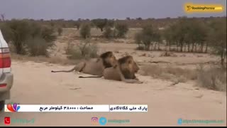 سفر به کگالاگادی در آفریقا، سکونتگاه حیوانات نادر و کمیاب- بوکینگ پرشیا bookingpersia