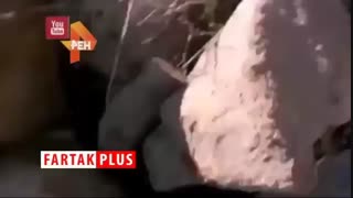 بلای وحشتناکی که زنبور‌ها بر سر مجری تلویزیونی آوردند