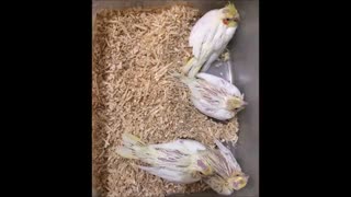 فروش تخم نطفه دار طوطی