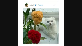 ملوسک پارک شین هه(پست اینستاگرام)