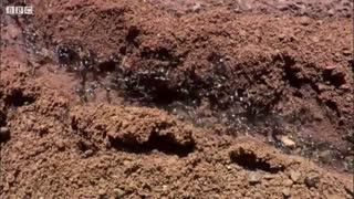 مستند بی بی سی از نحوه خانه سازی مورچه ها