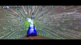 فروش تخم نطفه دار طاووس و قرقاول زینتی