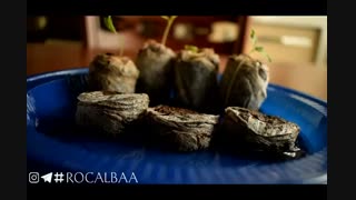 آموزش کاشت بذر خیار
