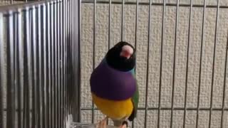 Gouldian Finch Breeders