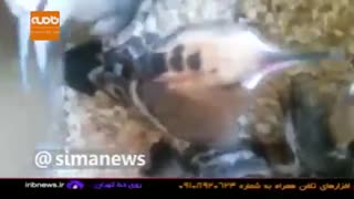 فروش غیر قانونی حیوانات نادر در روز روشن