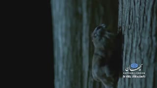 پرنده نیست ولی پرواز می‌کند