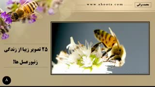 تصاویر زیبا از زندگی زنبورعسل ها
