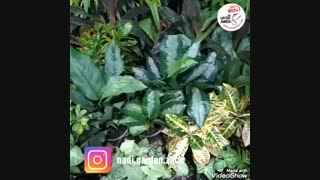 خاک مناسب گیاهان آپارتمانی ۰۹۱۲۱۷۹۱۷۲۴