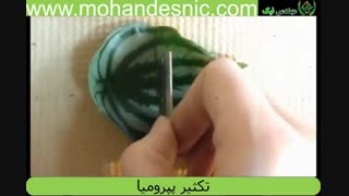 تکثیر پپرومیا