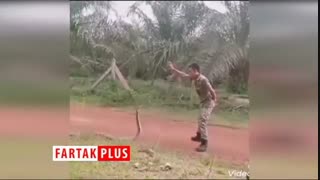 شکارچی شجاعی که به طرز ماهرانه‌ای مارهای سمی را شکار می‌کند